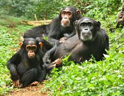Read more about the article What to pack for a chimpanzee trekking safari in Uganda.