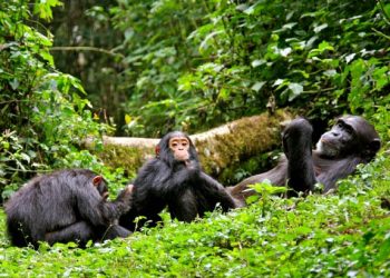 Chimpanzee-Tracking-in-Kibale-National-Park-1